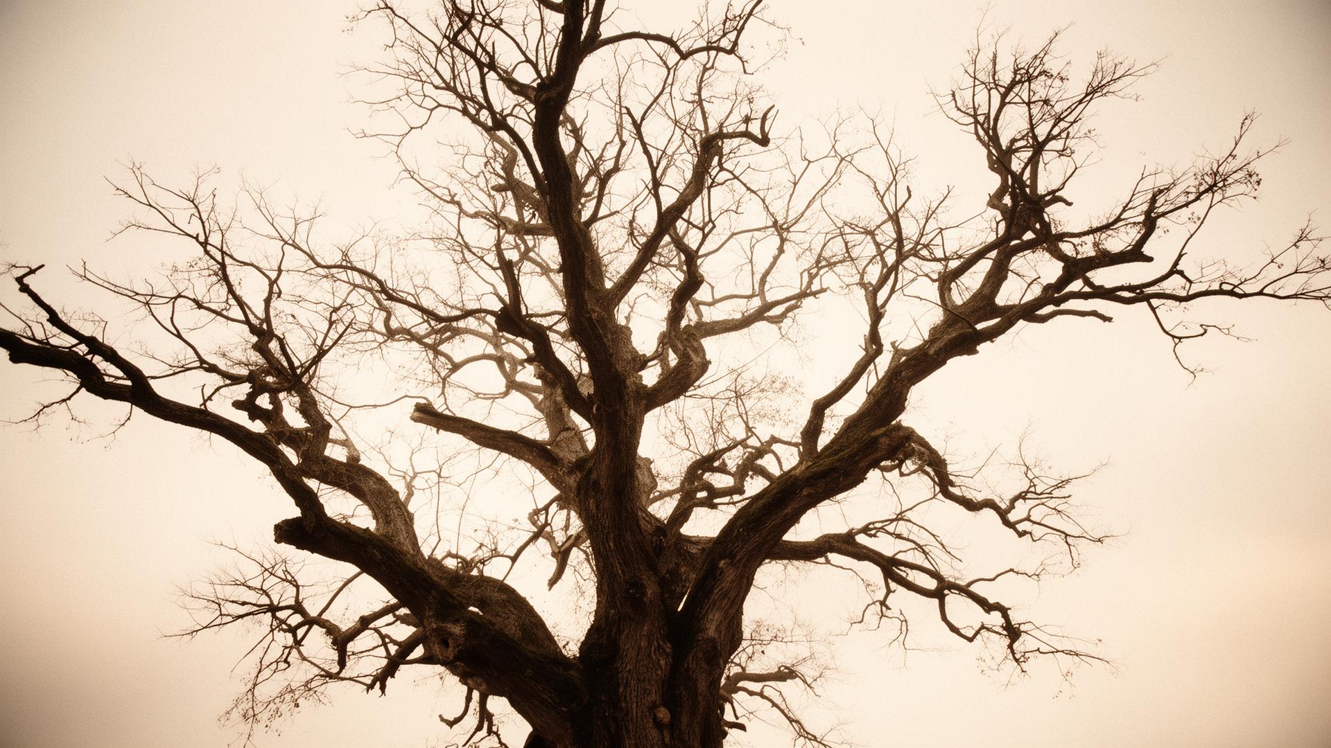 Galhos de uma árvore antiga contra o céu